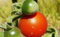 engrais tomates